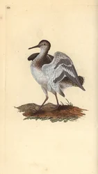 Oeverloper, Actitis hypoleucos. Handgekleurde koperplaat getekend en gegraveerd door Edward Donovan uit zijn Natural History of British Birds, Londen