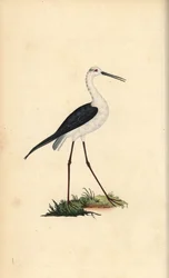 Steltkluut, Himantopus himantopus
