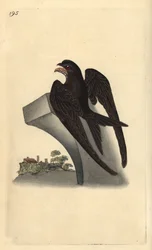 Gierzwaluw, Apus apus
