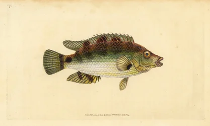 Kurkwing lipvis, Symphodus melops (Goldfinny, Labrus cornubius). Handgekleurde koperplaat getekend en gegraveerd door Edward Donovan uit zijn Natural History of British Fishes, Donovan en F.C. en J. Rivington, Londen