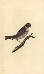 Grauwe gors, Miliaria calandra. Handgekleurde koperplaat getekend en gegraveerd door Edward Donovan uit zijn Natural History of British Birds, Londen