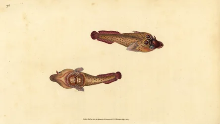 Cornische zuignap, Lepadogaster purpurea
