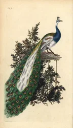 Kuifpauw, Indische of blauwe pauw, Pavo cristatus. Handgekleurde koperplaat, getekend en gegraveerd door Edward Donovan, uit zijn eigen „Natuurlijke historie van Britse vogels”, Londen