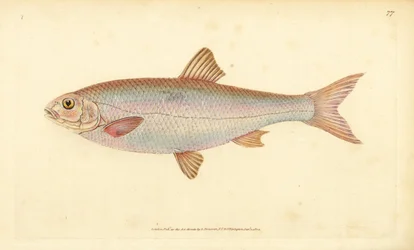 Winde, Leuciscus leuciscus (Cyprinus leuciscus). Handgekleurde kopergravure getekend en gegraveerd door Edward Donovan uit zijn Natural History of British Fishes, Donovan en F.C. en J. Rivington, Londen