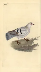 Huiskip, Columba livia domestica