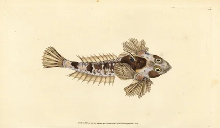 Draakvis, Callionymus lyra