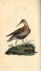 Bonte strandloper, Calidris alpina. Handgekleurde kopergravure uit 