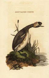 Geoorde fuut, volwassen, Podiceps auritus