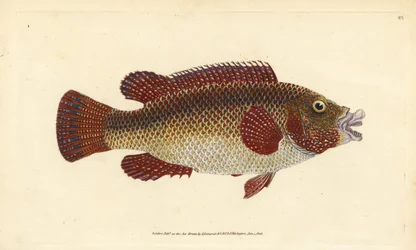 Oost-Atlantische pauw lipvis, Symphodus tinca (Oude lipvis of oude vrouw, Labrus tinca). Handgekleurde koperplaat getekend en gegraveerd door Edward Donovan uit zijn Natural History of British Fishes, Donovan en F.C. en J. Rivington, Londen
