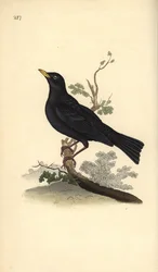 Merel, Turdus merula. Handgekleurde koperplaat, getekend en gegraveerd door Edward Donovan, uit zijn eigen „Natuurlijke historie van Britse vogels”, Londen