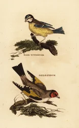 Pimpelmees, Cyanistes caeruleus, en distelvink, Carduelis carduelis