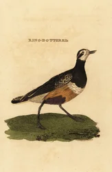 Morinelplevier, Charadrius morinellus