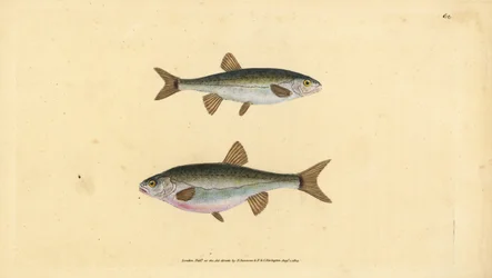 Eurasische elrits, Phoxinus phoxinus (Elrits, Cyprinus phoxinus). Handgekleurde koperplaat getekend en gegraveerd door Edward Donovan uit zijn Natural History of British Fishes, Donovan en F.C. en J. Rivington, Londen