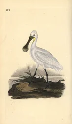 Lepelaar, Platalea leucorodia. Handgekleurde kopergravure getekend en gegraveerd door Edward Donovan uit zijn Natural History of British Birds, Londen