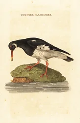 Scholekster, Haematopus ostralegus