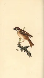 Euraziatische boommus, Passer montanus