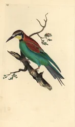 Europese bijeneter, Merops apiaster. Handgekleurde koperplaat getekend en gegraveerd door Edward Donovan uit zijn Natural History of British Birds (1794-1819). Edward Donovan (1768-1837) was een Anglo-Ierse amateur zoöloog, schrijver, kunstenaar en graveur