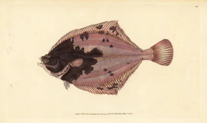 Europese bot, Platichthys flesus. Handgekleurde kopergravure getekend en gegraveerd door Edward Donovan uit zijn Natural History of British Fishes, Donovan en F.C. en J. Rivington, Londen