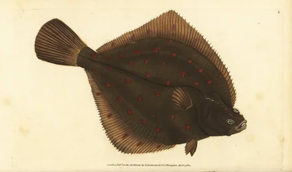 Europese schol, Pleuronectes platessa