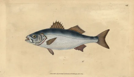 Europese zeebaars, Dicentrarchus labrax (Basse, Perca labrax). Handgekleurde koperplaat getekend en gegraveerd door Edward Donovan uit zijn Natural History of British Fishes, Donovan en F.C. en J. Rivington, Londen