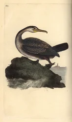 Kuifaalscholver, Phalacrocorax aristotelis. Handgekleurde koperplaat getekend en gegraveerd door Edward Donovan uit zijn eigen Natural History of British Birds, Londen