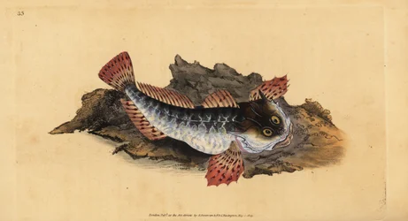 Vader lasher of zeeschorpioen, Myoxocephalus scorpius (Cottus scorpius). Handgekleurde kopergravure getekend en gegraveerd door Edward Donovan uit zijn Natural History of British Fishes, Donovan en F.C. en J. Rivington, Londen