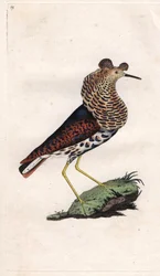 Kemphaan, Philomachus pugnax