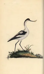 Kluut, Recurvirostra avosetta. Handgekleurde koperplaat getekend en gegraveerd door Edward Donovan uit zijn Natural History of British Birds, Londen