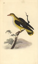 Wielewaal (vrouwtje), Oriolus oriolus