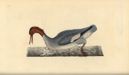 Grote zaagbek, Mergus merganser, vrouwelijk. Handgekleurde koperplaat getekend en gegraveerd door Edward Donovan uit zijn Natural History of British Birds, Londen