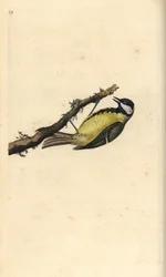 Koolmees, Parus major