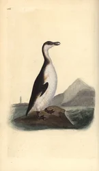 Grote alk, Pinguinus impennis, uitgestorven door eierverzamelaars in 1844