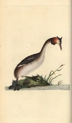 Fuut, Podiceps cristatus