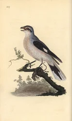 Klapekster (vrouwelijk), Lanius excubitor. Handgekleurde koperplaat getekend en gegraveerd door Edward Donovan uit zijn eigen Natural History of British Birds, Londen