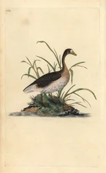 Kolgans, Anser albifrons. Handgekleurde kopergravure getekend en gegraveerd door Edward Donovan uit zijn Natural History of British Birds, Londen