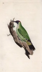 Groene specht. Picus viridis. Kopergravure door Edward Donovan (1768-1837), gepubliceerd in Histoire naturelle des oiseaux britanniques, Londen
