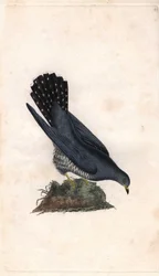 Grijze hallo. Cuculus canorus. Kopergravure door Edward Donovan (1768-1837), gepubliceerd in Histoire naturelle des oiseaux britanniques, Londen