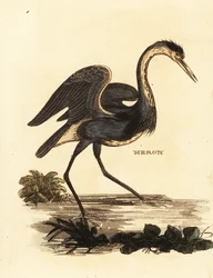 Blauwe reiger, Ardea cinerea