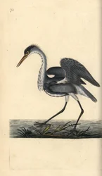 Blauwe reiger, Ardea cinerea. Handgekleurde koperplaat getekend en gegraveerd door Edward Donovan uit zijn eigen Natural History of British Birds, Londen