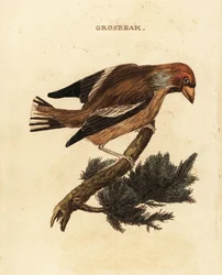 Appelvink, Coccothraustes coccothraustes