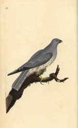 Blauwe kiekendief, Circus cyaneus. Handgekleurde koperplaat getekend en gegraveerd door Edward Donovan uit zijn eigen “Natural History of British Birds,” Londen