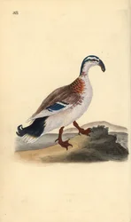 Haaksnavel eend, Anas platyrhynchos. Handgekleurde koperplaat getekend en gegraveerd door Edward Donovan uit zijn eigen “Natural History of British Birds,” Londen