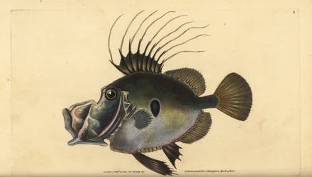 Sint-pietervis, Zeus faber. Handgekleurde koperplaat getekend en gegraveerd door Edward Donovan uit zijn Natural History of British Fishes, Donovan en F.C. en J. Rivington, Londen