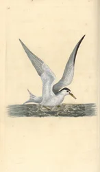 Dwergstern, Sternula albifrons. Handgekleurde koperplaat getekend en gegraveerd door Edward Donovan uit zijn eigen Natural History of British Birds, Londen