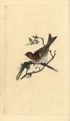 Kleine barmsijs, Carduelis cabaret. Handgekleurde koperplaat getekend en gegraveerd door Edward Donovan uit zijn Natural History of British Birds, Londen