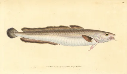 Leng, Molva molva (Gadus molva)