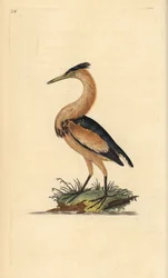 Woudaapje, Ixobrychus minutus. Handgekleurde kopergravure getekend en gegraveerd door Edward Donovan uit zijn Natural History of British Birds, Londen