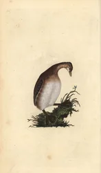 Dodaars, Tachybaptus ruficollis. Handgekleurde kopergravure getekend en gegraveerd door Edward Donovan uit zijn Natural History of British Birds, Londen