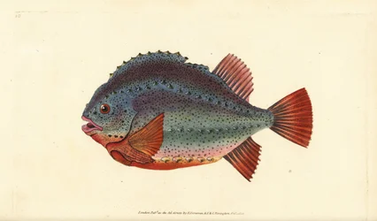 Snotolf, Cyclopterus lumpus