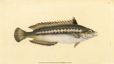 Middellandse Zee regenbooglipvis, Coris julis